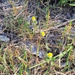 Trifolium campestre at Fraser, ACT - 24 Oct 2023 05:05 PM