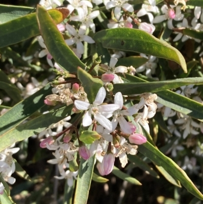 Philotheca myoporoides (Long-leaf Wax-Flower) at Jerrabomberra Wetlands - 23 Oct 2023 by SilkeSma