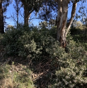 Philotheca myoporoides at Russell, ACT - 24 Oct 2023