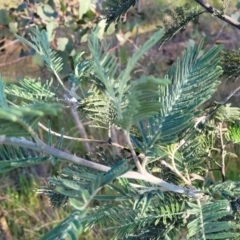 Acacia dealbata (Silver Wattle) at Kuringa Woodlands - 24 Oct 2023 by trevorpreston