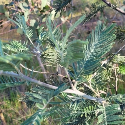 Acacia dealbata (Silver Wattle) at Kuringa Woodlands - 24 Oct 2023 by trevorpreston