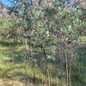 Acacia dealbata at Fraser, ACT - 24 Oct 2023 05:05 PM