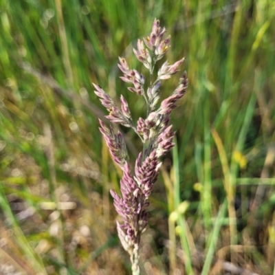 Holcus lanatus (Yorkshire Fog) at Fraser, ACT - 24 Oct 2023 by trevorpreston