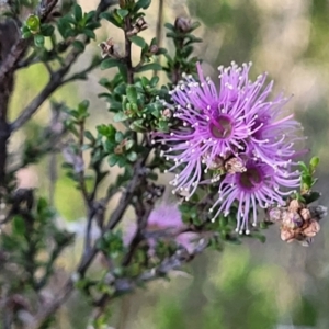 Kunzea parvifolia at Fraser, ACT - 24 Oct 2023