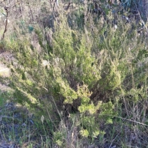 Kunzea parvifolia at Fraser, ACT - 24 Oct 2023