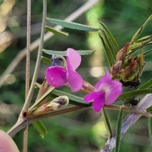 Vicia sativa subsp. nigra at Fraser, ACT - 24 Oct 2023 05:00 PM