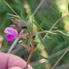 Vicia sativa subsp. nigra at Fraser, ACT - 24 Oct 2023