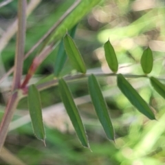 Vicia sativa subsp. nigra at Fraser, ACT - 24 Oct 2023 05:00 PM