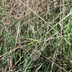 Vicia sativa subsp. nigra at Fraser, ACT - 24 Oct 2023 05:00 PM