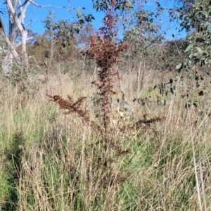 Prunus cerasifera at Fraser, ACT - 24 Oct 2023