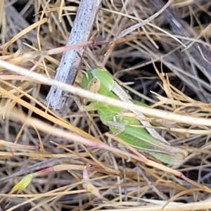 Bermius brachycerus at Fraser, ACT - 24 Oct 2023 04:56 PM