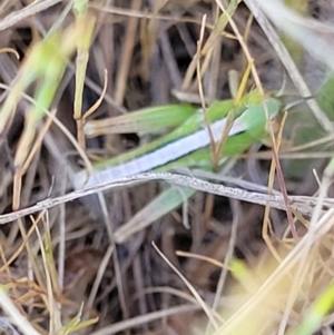 Bermius brachycerus at Fraser, ACT - 24 Oct 2023 04:56 PM