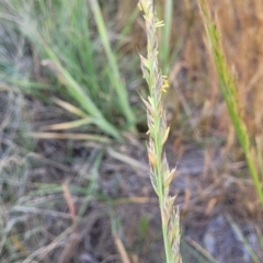 Festuca arundinacea (Tall Fescue) at Kuringa Woodlands - 24 Oct 2023 by trevorpreston