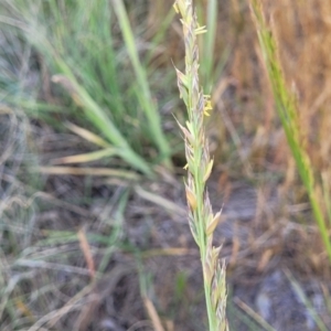 Festuca arundinacea at Fraser, ACT - 24 Oct 2023