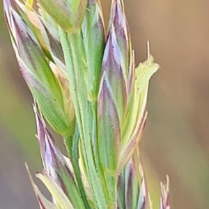 Festuca arundinacea at Fraser, ACT - 24 Oct 2023