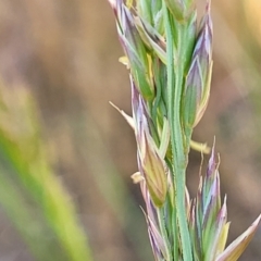 Lolium arundinaceum at Fraser, ACT - 24 Oct 2023