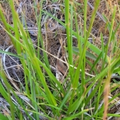 Lolium arundinaceum at Fraser, ACT - 24 Oct 2023