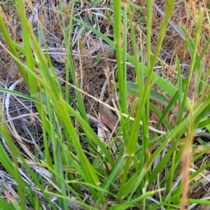 Lolium arundinaceum at Fraser, ACT - 24 Oct 2023