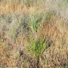 Festuca arundinacea at Fraser, ACT - 24 Oct 2023