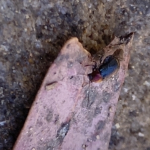 Aporocera sp. (genus) at Aranda, ACT - 24 Oct 2023