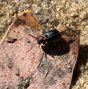 Aporocera sp. (genus) at Aranda, ACT - 24 Oct 2023