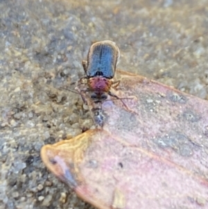 Aporocera sp. (genus) at Aranda, ACT - 24 Oct 2023