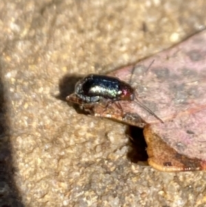 Aporocera sp. (genus) at Aranda, ACT - 24 Oct 2023 12:28 PM