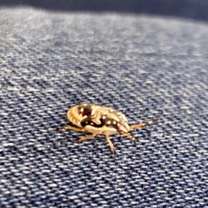 Anischys sp. (genus) at Aranda, ACT - 24 Oct 2023