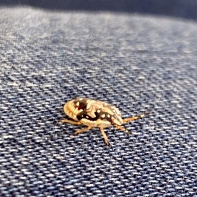 Anischys sp. (genus) (Unidentified Anischys bug) at Aranda, ACT - 24 Oct 2023 by Jubeyjubes