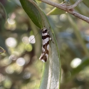 Macrobathra desmotoma at Aranda, ACT - 24 Oct 2023