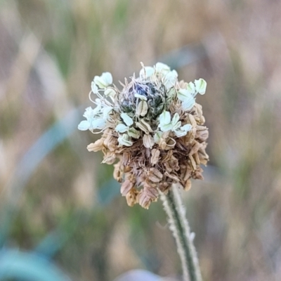 Plantago lanceolata (Ribwort Plantain, Lamb's Tongues) at Kuringa Woodlands - 24 Oct 2023 by trevorpreston