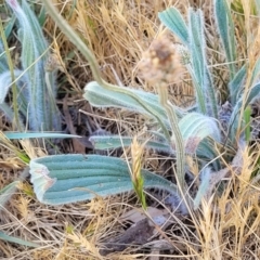 Plantago lanceolata at Fraser, ACT - 24 Oct 2023 04:54 PM