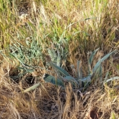 Plantago lanceolata at Fraser, ACT - 24 Oct 2023