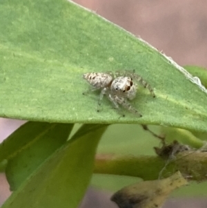 Opisthoncus grassator at Aranda, ACT - 24 Oct 2023