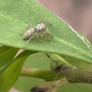 Opisthoncus grassator at Aranda, ACT - 24 Oct 2023