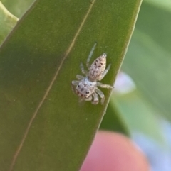 Opisthoncus grassator at Aranda, ACT - 24 Oct 2023