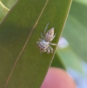 Opisthoncus grassator at Aranda, ACT - 24 Oct 2023 05:09 PM