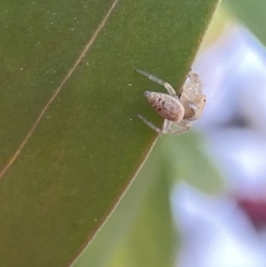 Opisthoncus grassator at Aranda, ACT - 24 Oct 2023 05:09 PM