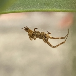 Philoponella congregabilis at Aranda, ACT - 24 Oct 2023 05:10 PM