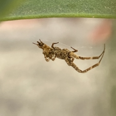 Philoponella congregabilis (Social house spider) at Aranda, ACT - 24 Oct 2023 by Jubeyjubes