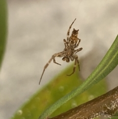 Philoponella congregabilis at Aranda, ACT - 24 Oct 2023 05:10 PM