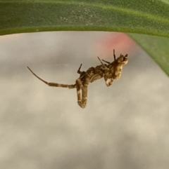 Philoponella congregabilis at Aranda, ACT - 24 Oct 2023 05:10 PM