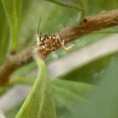 Philoponella congregabilis at Aranda, ACT - 24 Oct 2023 05:10 PM