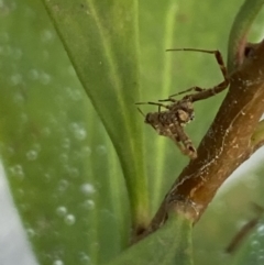 Philoponella congregabilis at Aranda, ACT - 24 Oct 2023 05:10 PM