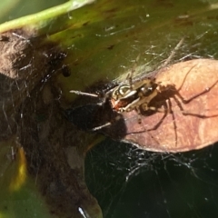 Theridion pyramidale (Tangle-web spider) at Aranda, ACT - 24 Oct 2023 by Jubeyjubes