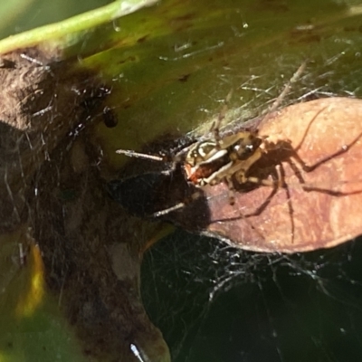 Theridion pyramidale (Tangle-web spider) at Aranda, ACT - 24 Oct 2023 by Jubeyjubes