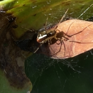 Theridion pyramidale at Aranda, ACT - 24 Oct 2023