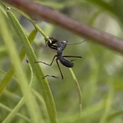 Pseudomantis albofimbriata at Aranda, ACT - 24 Oct 2023 by Jubeyjubes