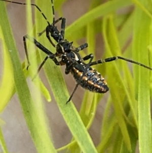 Reduviidae (family) at Aranda, ACT - 24 Oct 2023