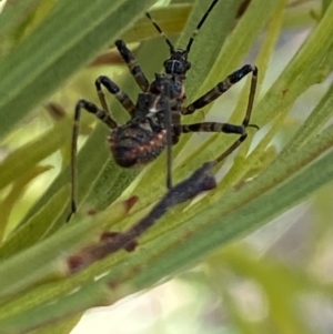 Reduviidae (family) at Aranda, ACT - 24 Oct 2023 05:41 PM